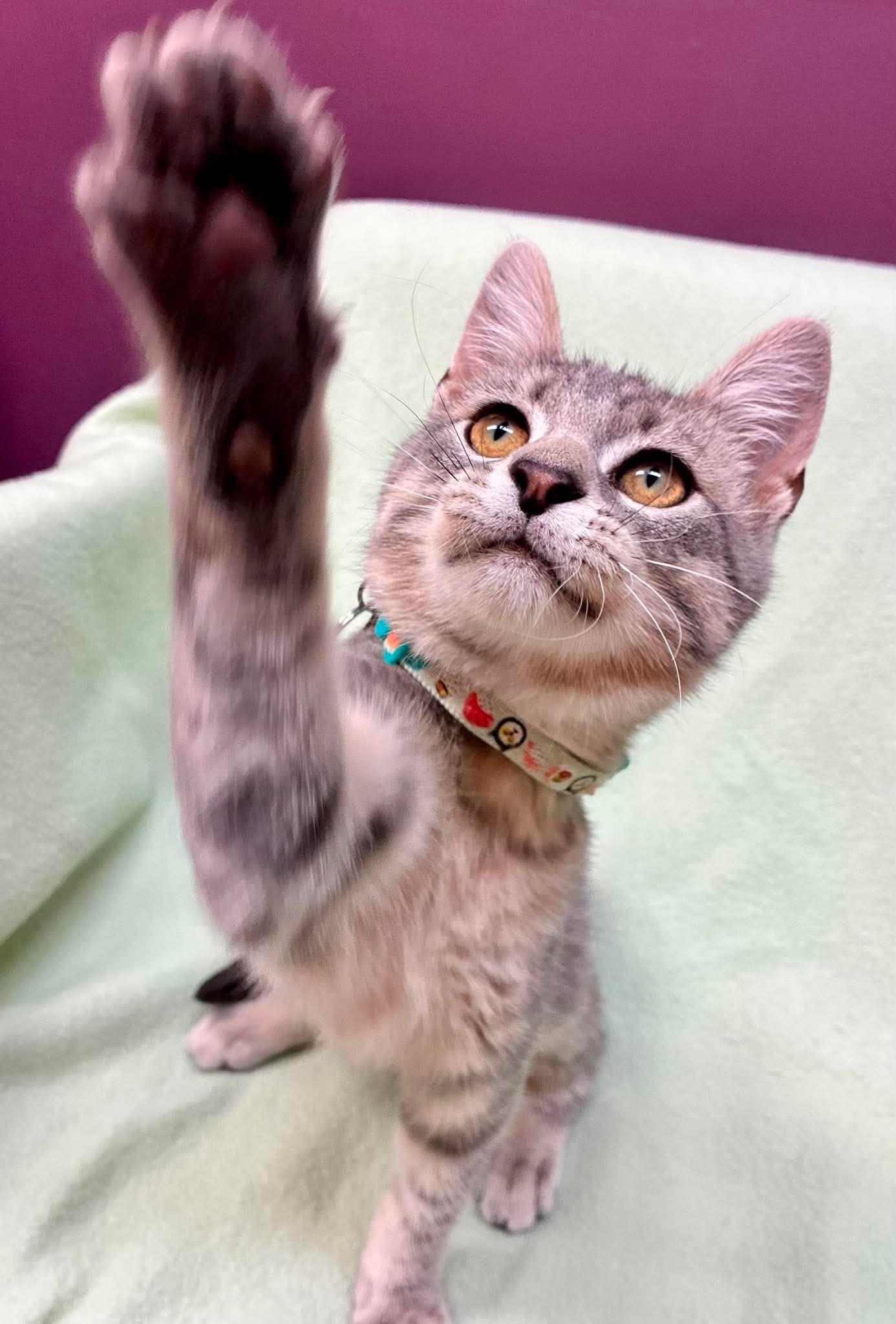Oregano, a ADOPTABLE Domestic Short Hair in Alexandria, MN image 3/3