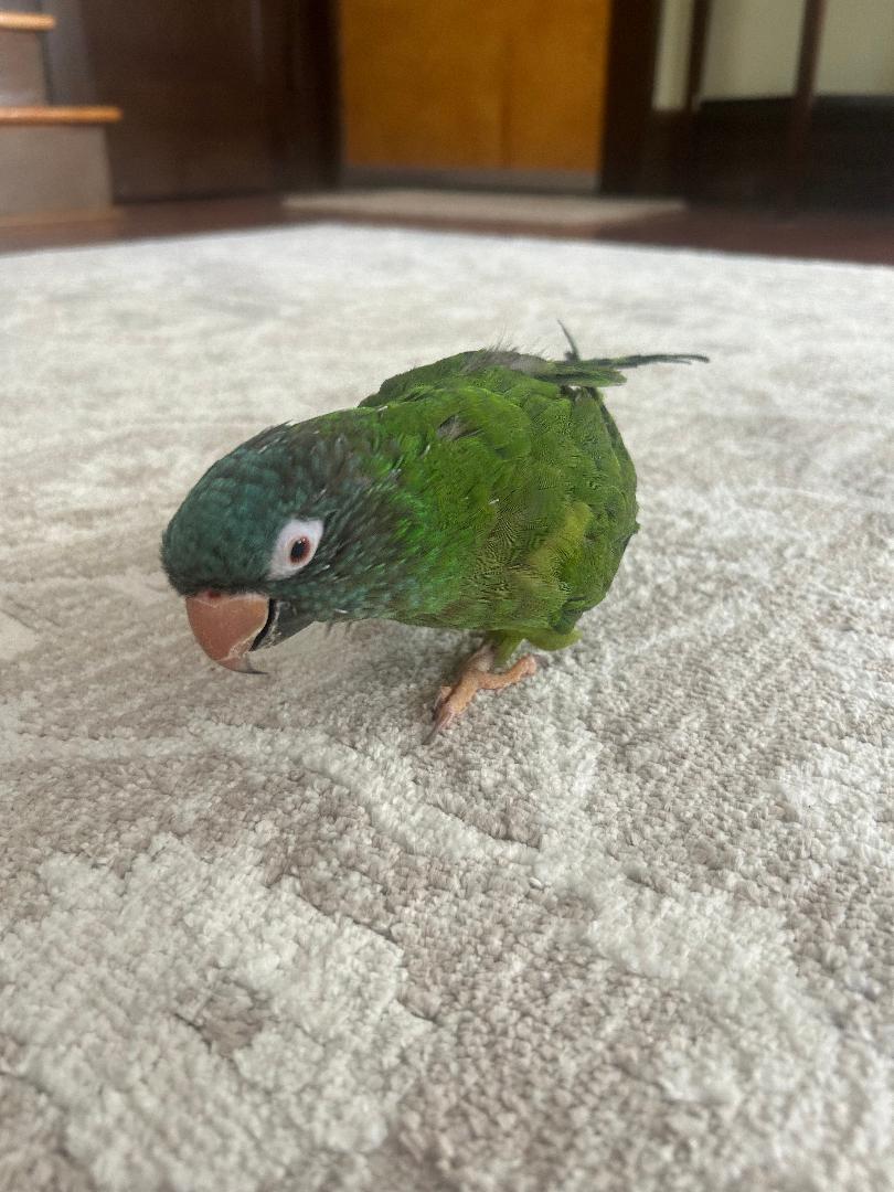 Dali, Adoptable, Senior Male Conure.