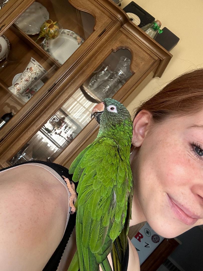 Dali, a Adoptable Conure in Belford, NJ image 2/3