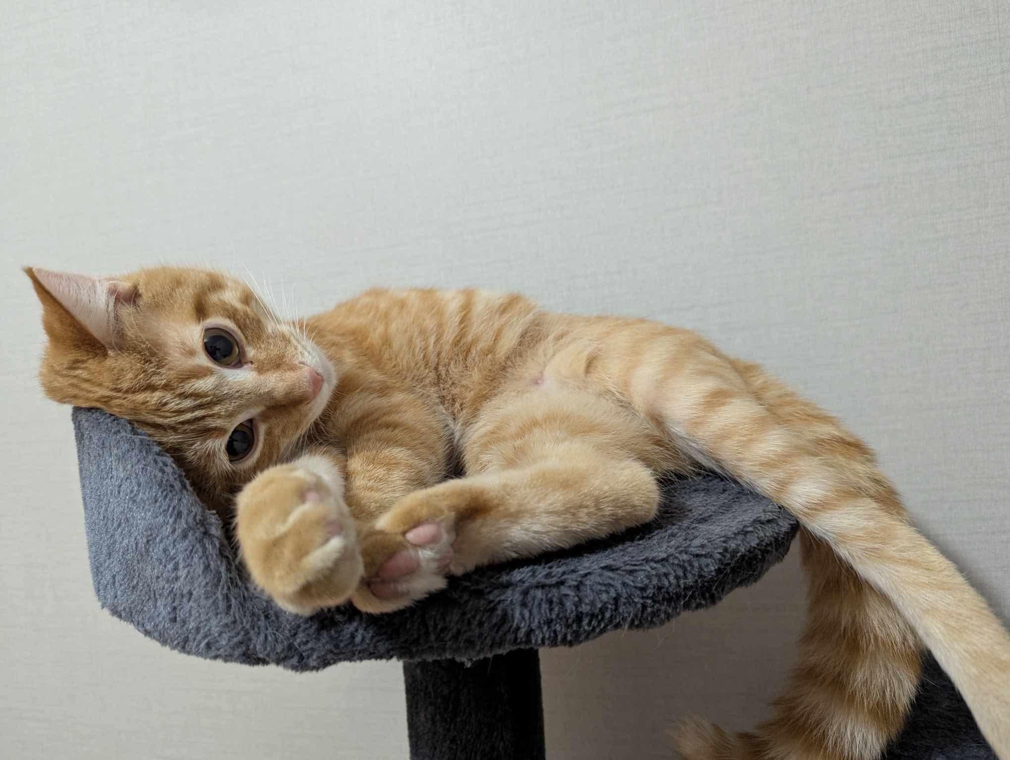 Wizard, Adoptable, Young Male Domestic Short Hair.