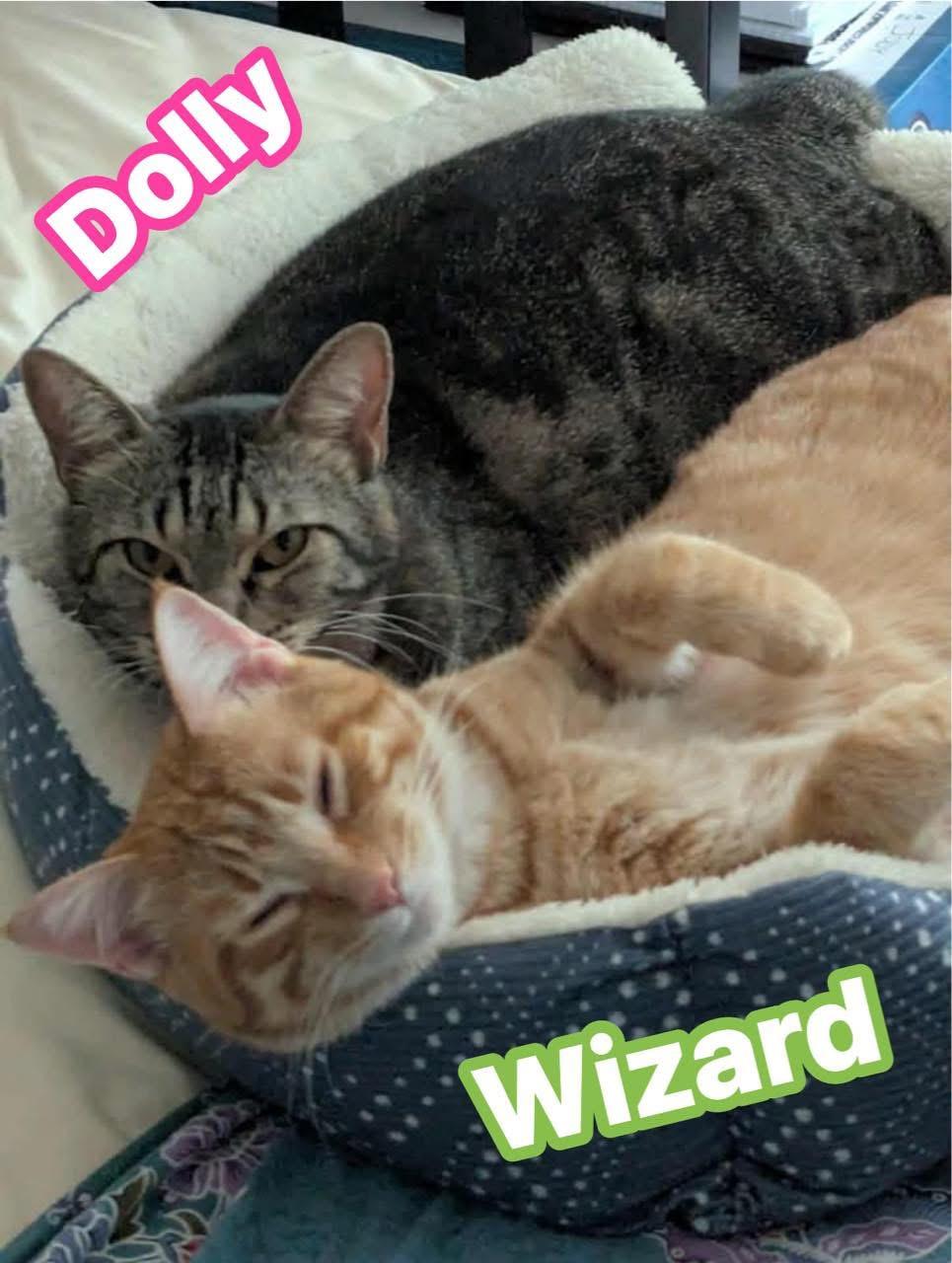 Wizard, an adoptable Domestic Short Hair in Temple, TX, 76504 | Photo Image 1