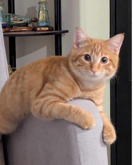 Wizard, an adoptable Domestic Short Hair in Temple, TX, 76504 | Photo Image 2