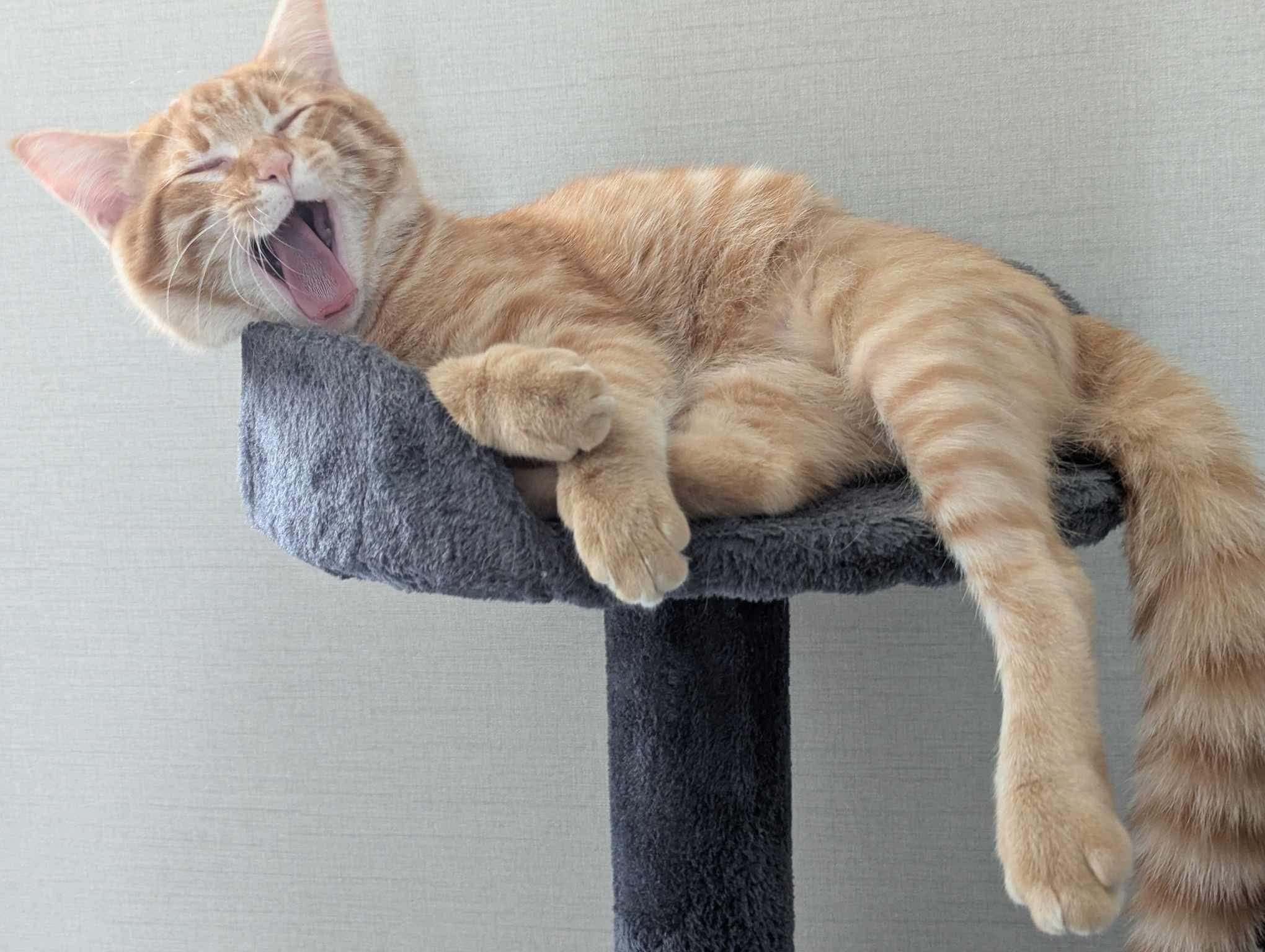 Wizard, a Adoptable mixed breed in Temple, TX image 4/5