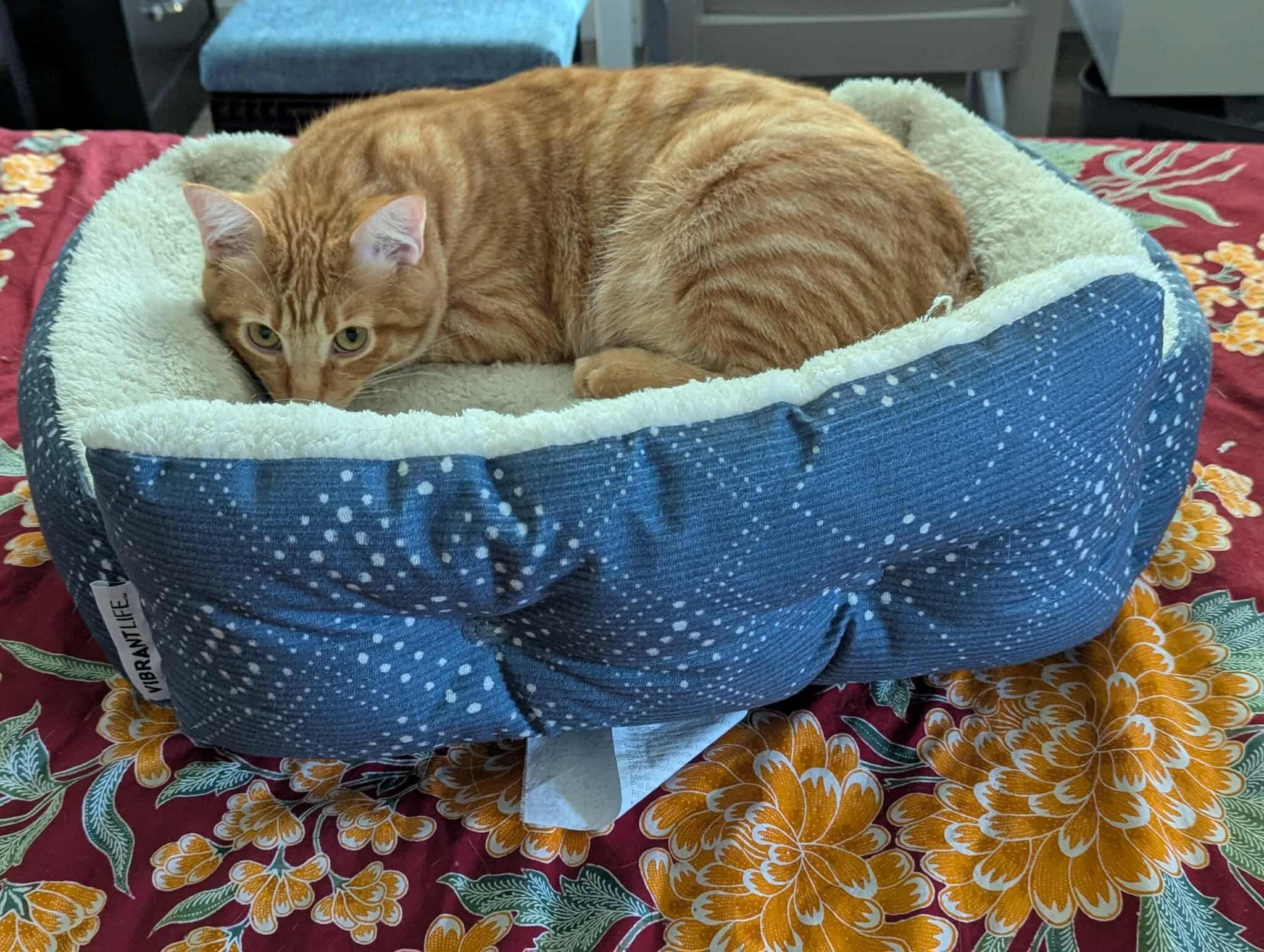 Wizard, a Adoptable mixed breed in Temple, TX image 5/5