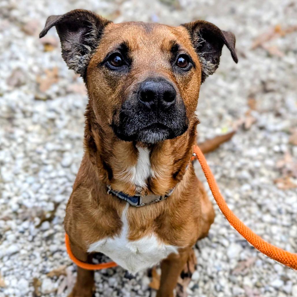 Duke, Adoptable, Adult Male American Staffordshire Terrier & German Shepherd Dog.