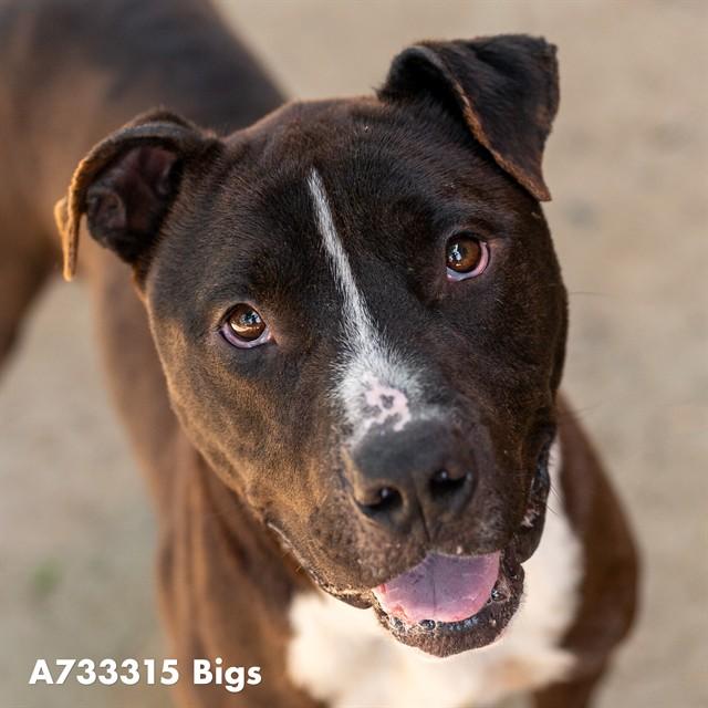 BIGS, Adoptable, Adult Male Pit Bull Terrier.