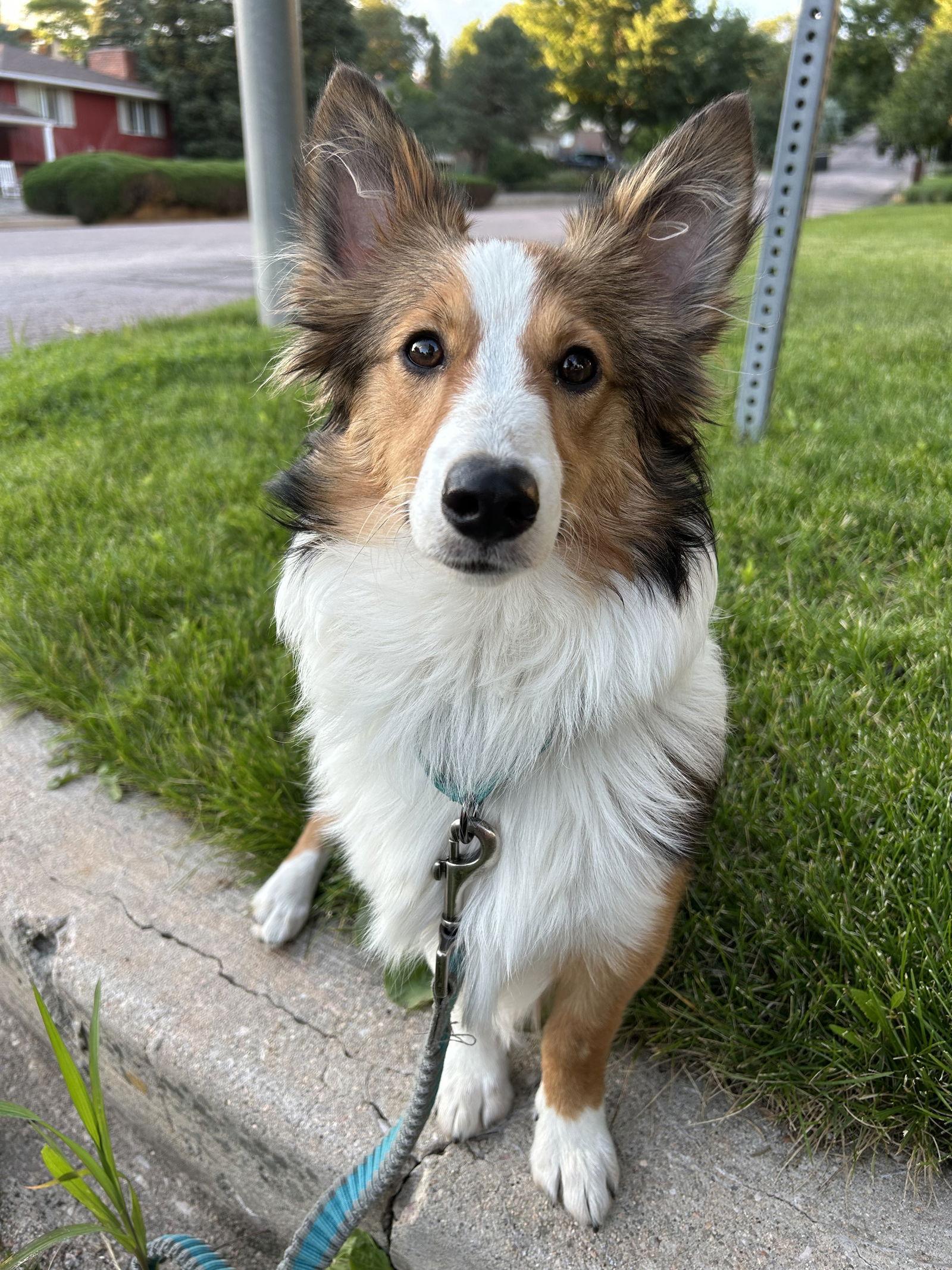 Sheila, Adopted, Young Female Shetland Sheepdog / Sheltie.