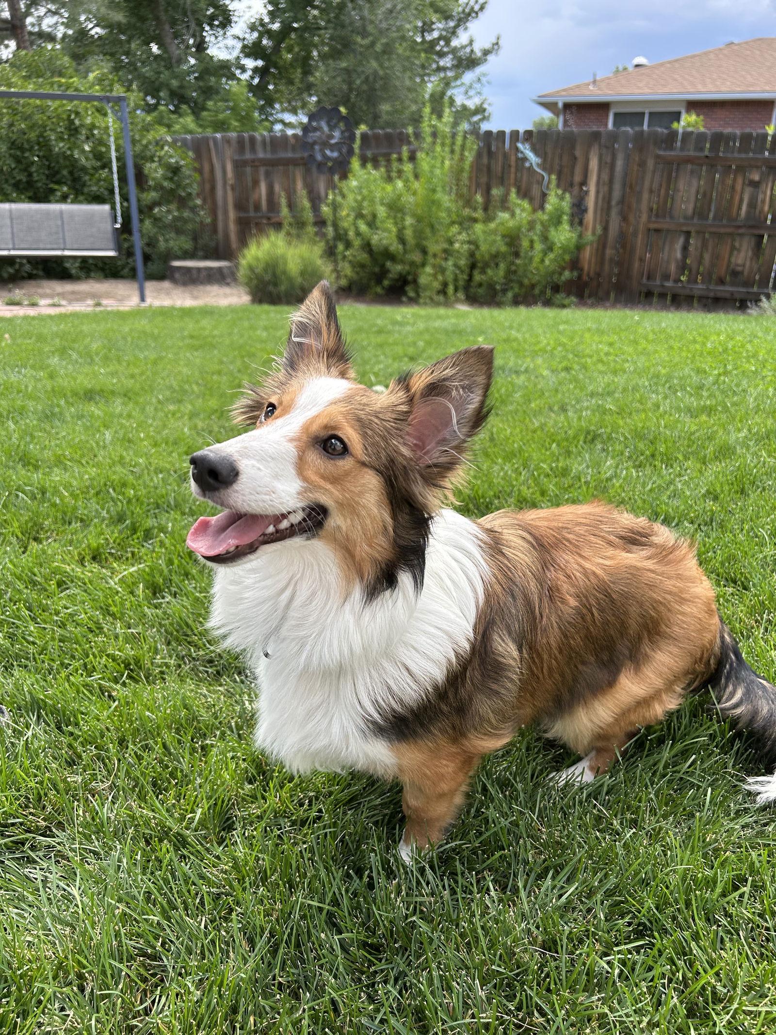 Enlarge Sheila, a Adopted Shetland Sheepdog / Sheltie in Denver, CO image 2/3