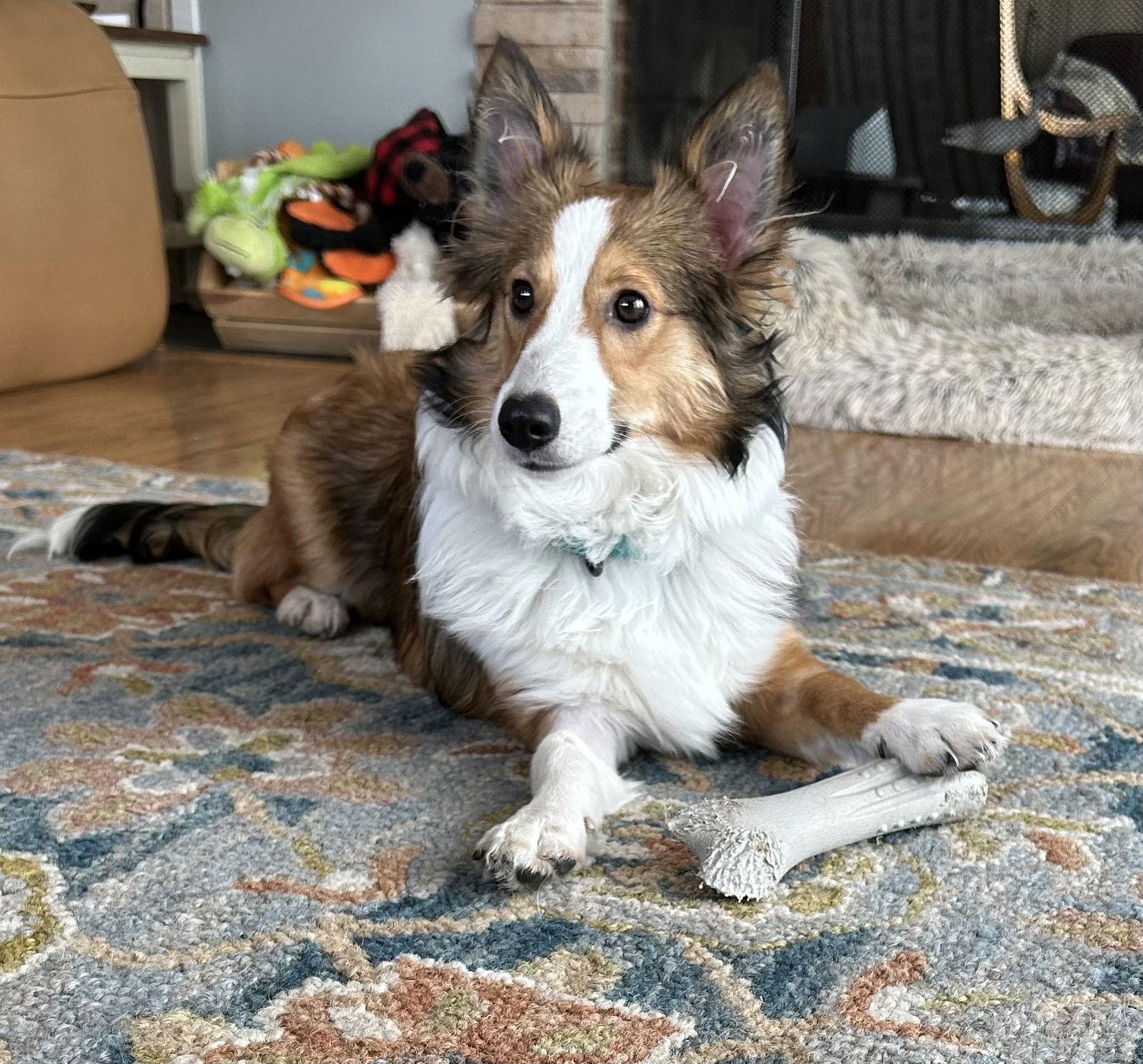 Enlarge Sheila, a Adopted Shetland Sheepdog / Sheltie in Denver, CO image 3/3