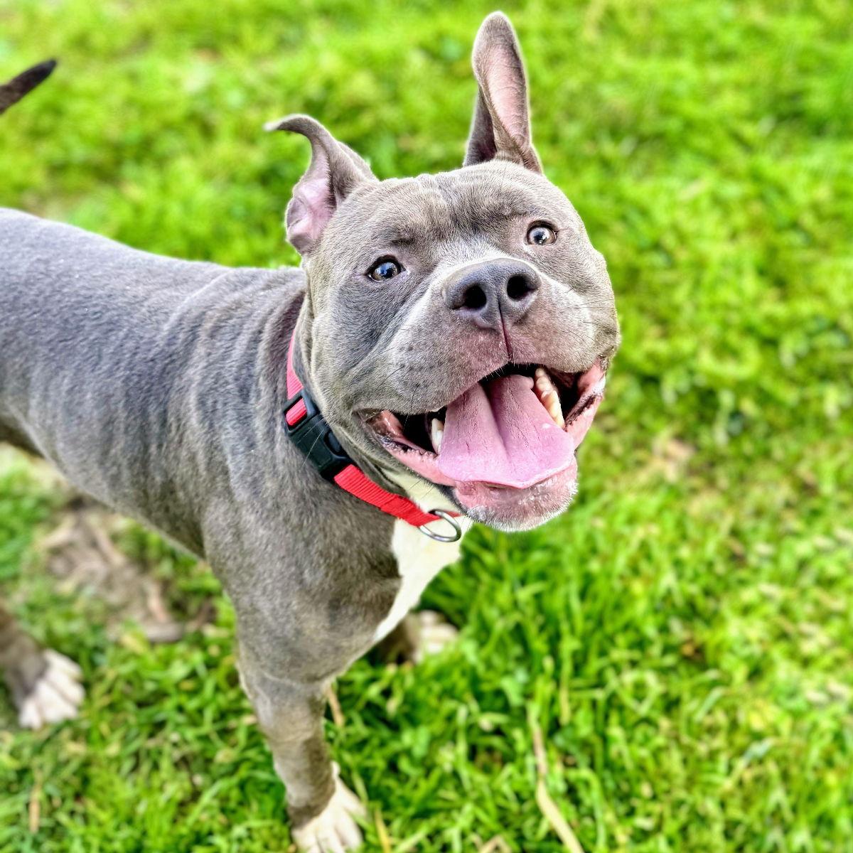 Hippo — thumbnail 3