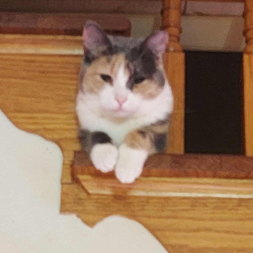 Enlarge Marshmallow Mouse, a Adoptable Domestic Short Hair in Ringtown, PA image 1/1