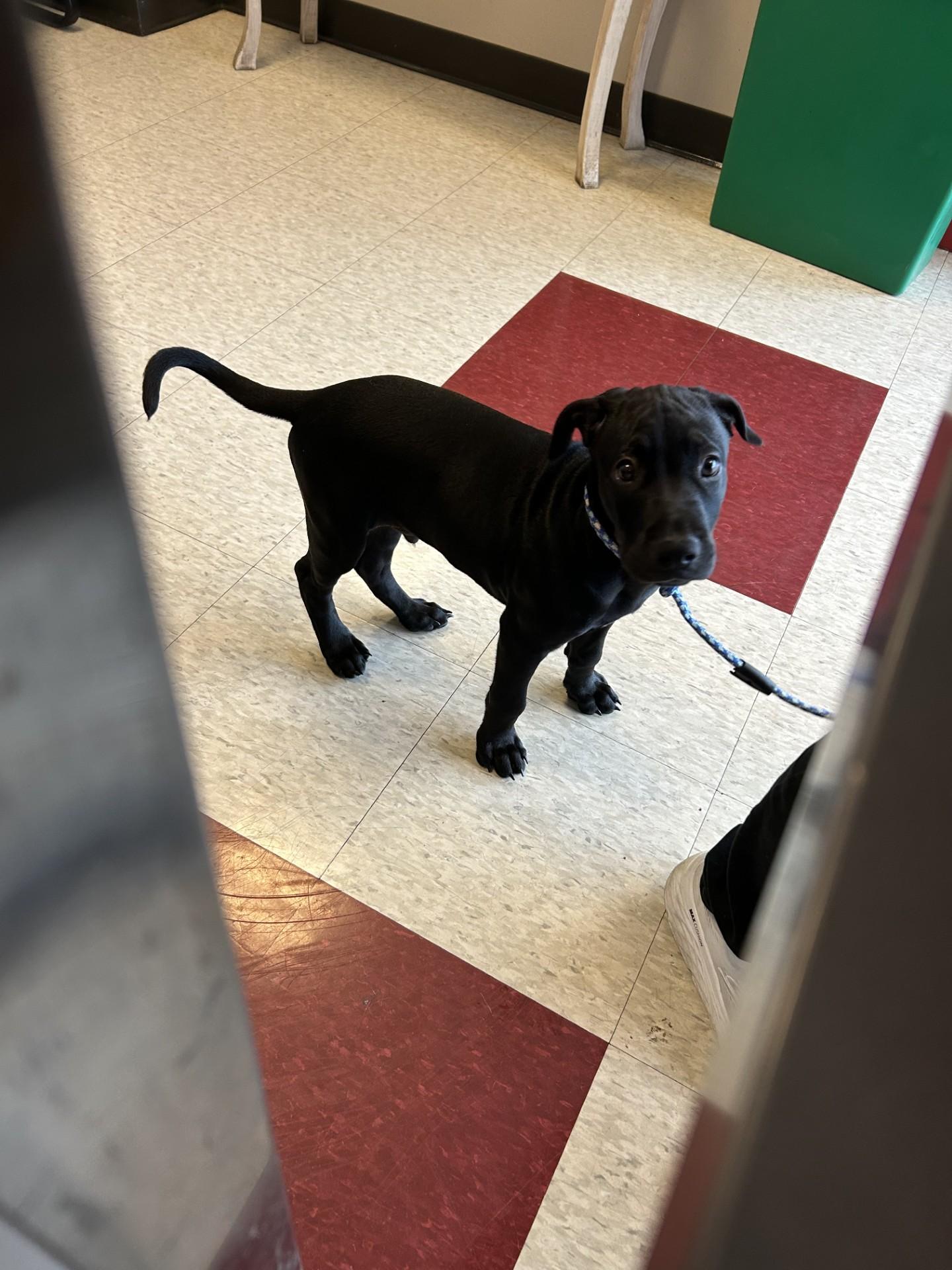Dog for adoption - Cosmo A213016, a Labrador Retriever in Plano, TX ...