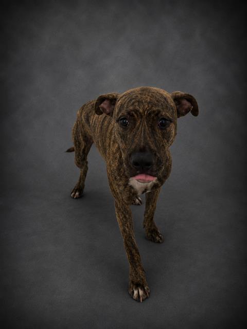 CLEO, Adoptable, Young Female American Bulldog & Mixed Breed.