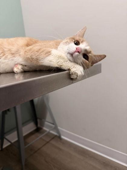 Tulip, an adopted Domestic Short Hair in Annapolis, MD image 2/2