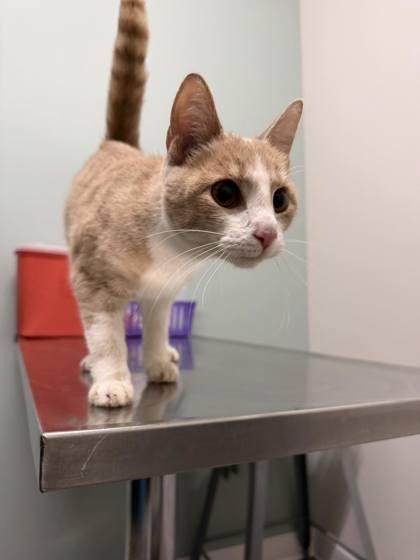 Tulip, adopted, Kitten Female Domestic Short Hair.