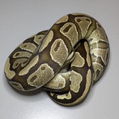Pandora, Young Female unknown