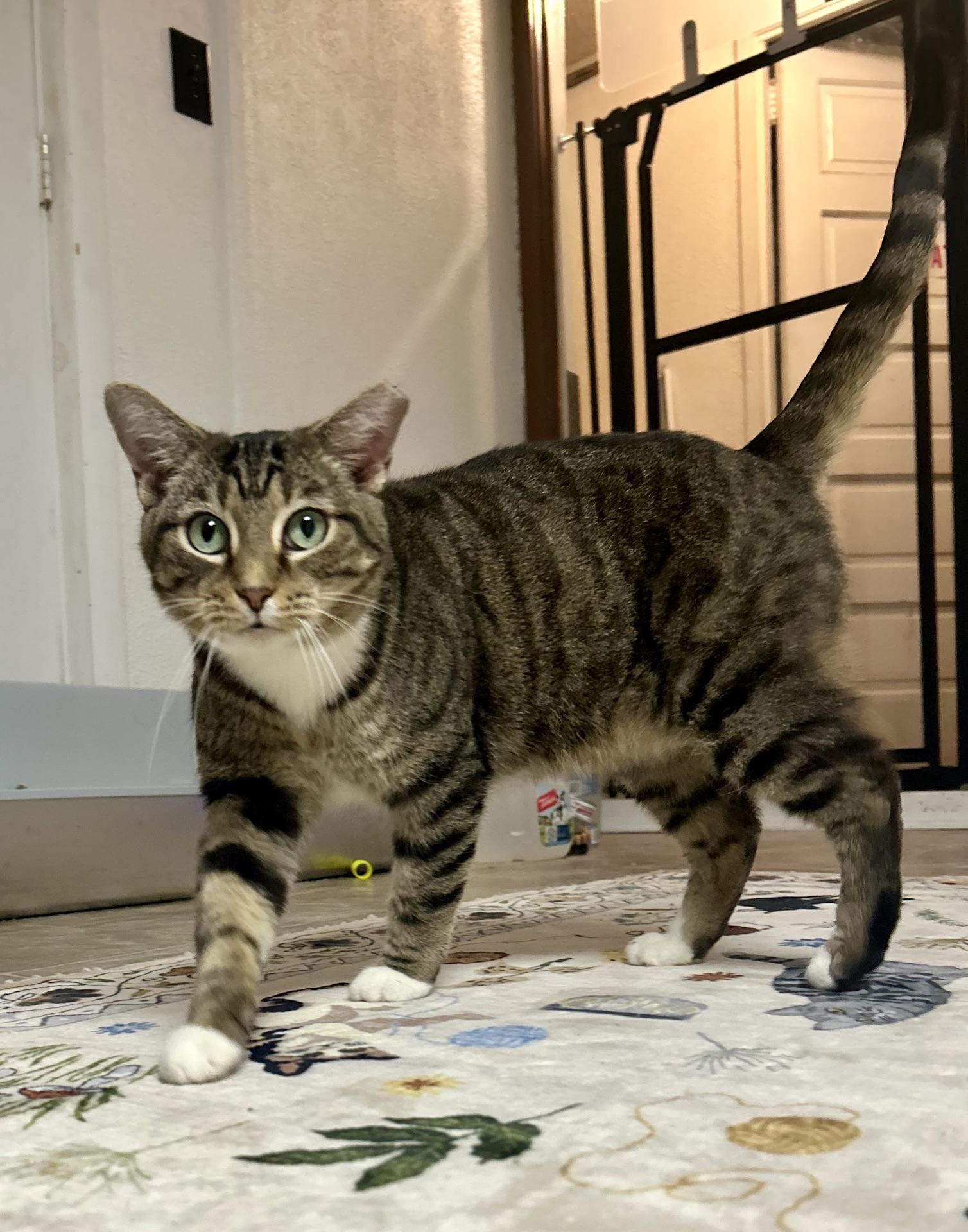 Enlarge Annabelle, an adopted Tabby in Greensburg, PA image 2/3