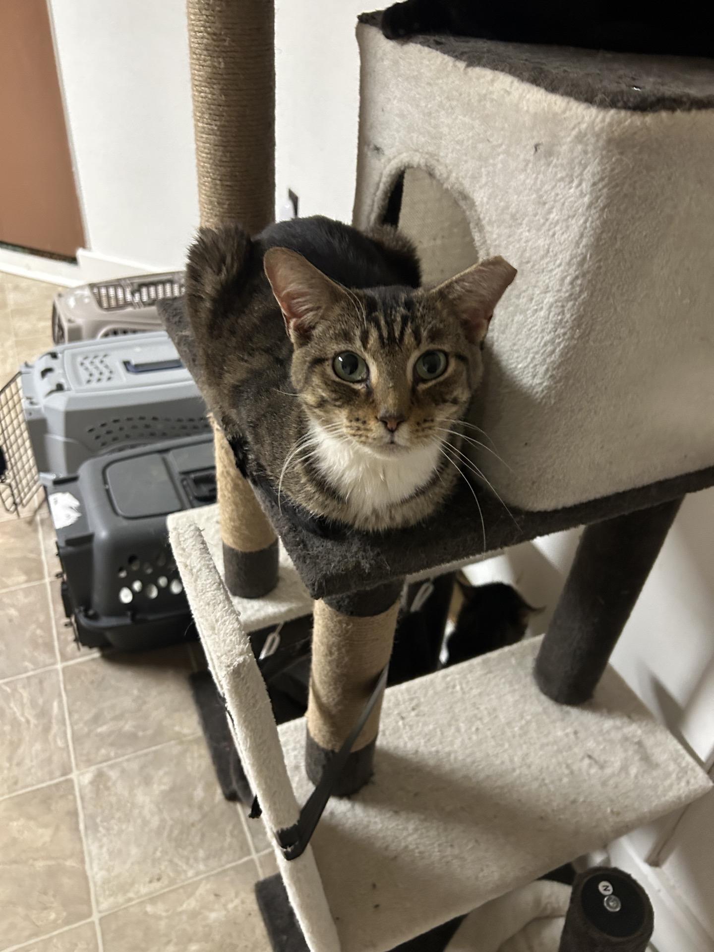 Enlarge Annabelle, an adopted Tabby in Greensburg, PA image 3/3