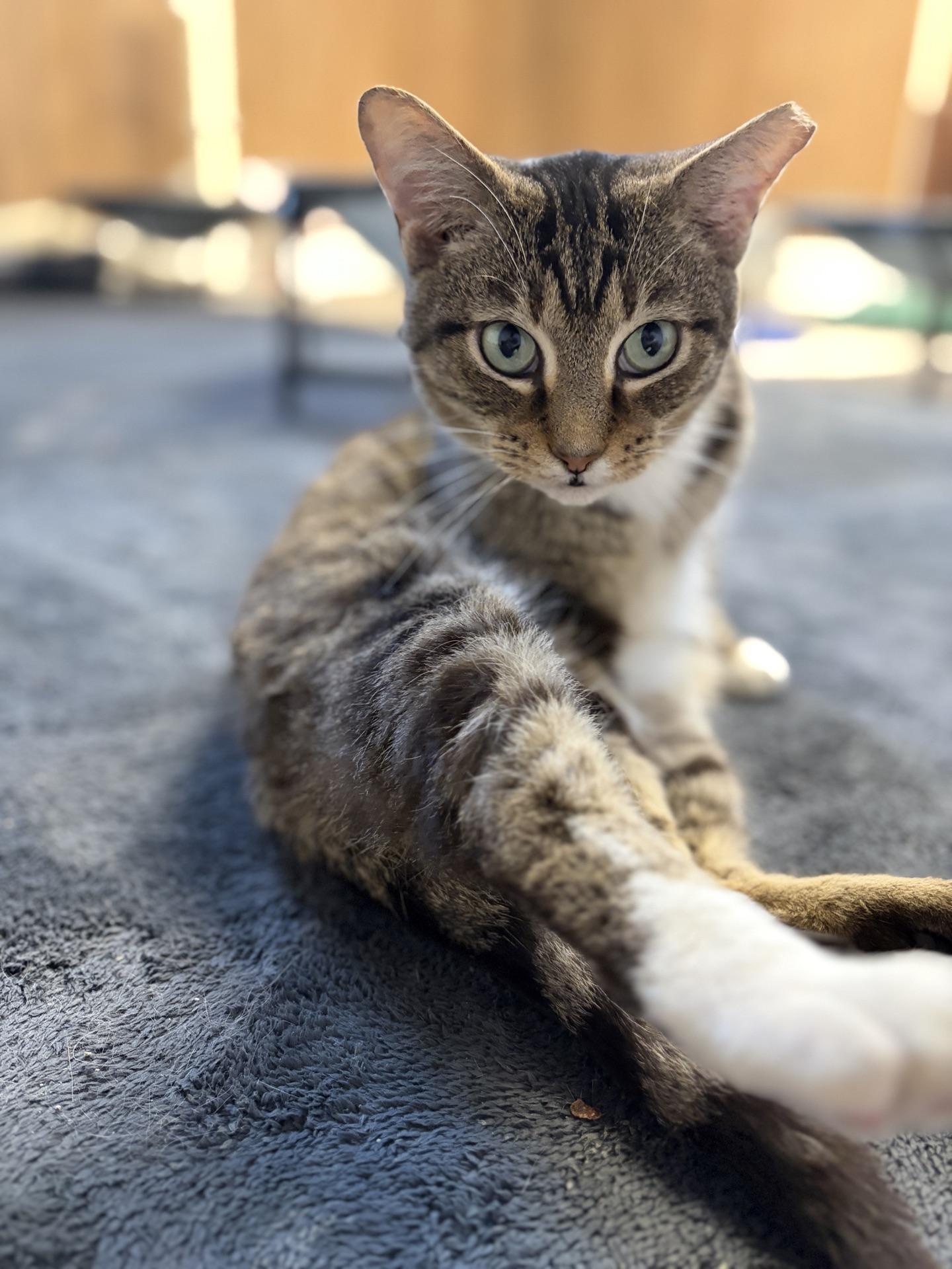 Enlarge Annabelle, an adopted Tabby in Greensburg, PA image 1/3