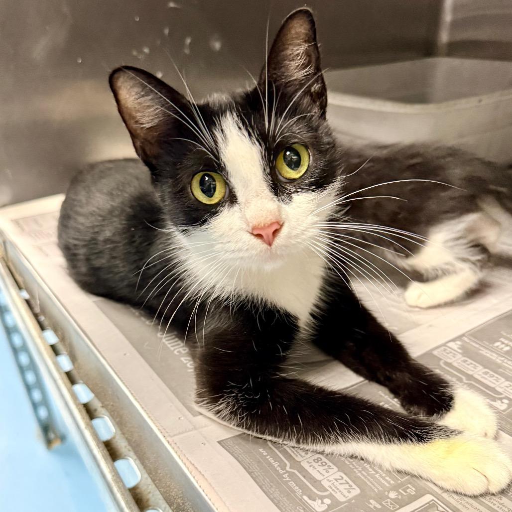 Salami, Adoptable, Young Female Domestic Short Hair.