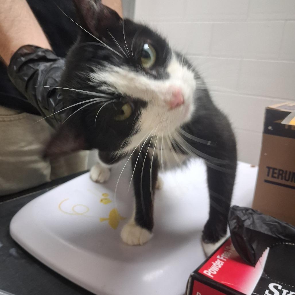 Enlarge Salami, a Adoptable Domestic Short Hair in Lufkin, TX image 2/2