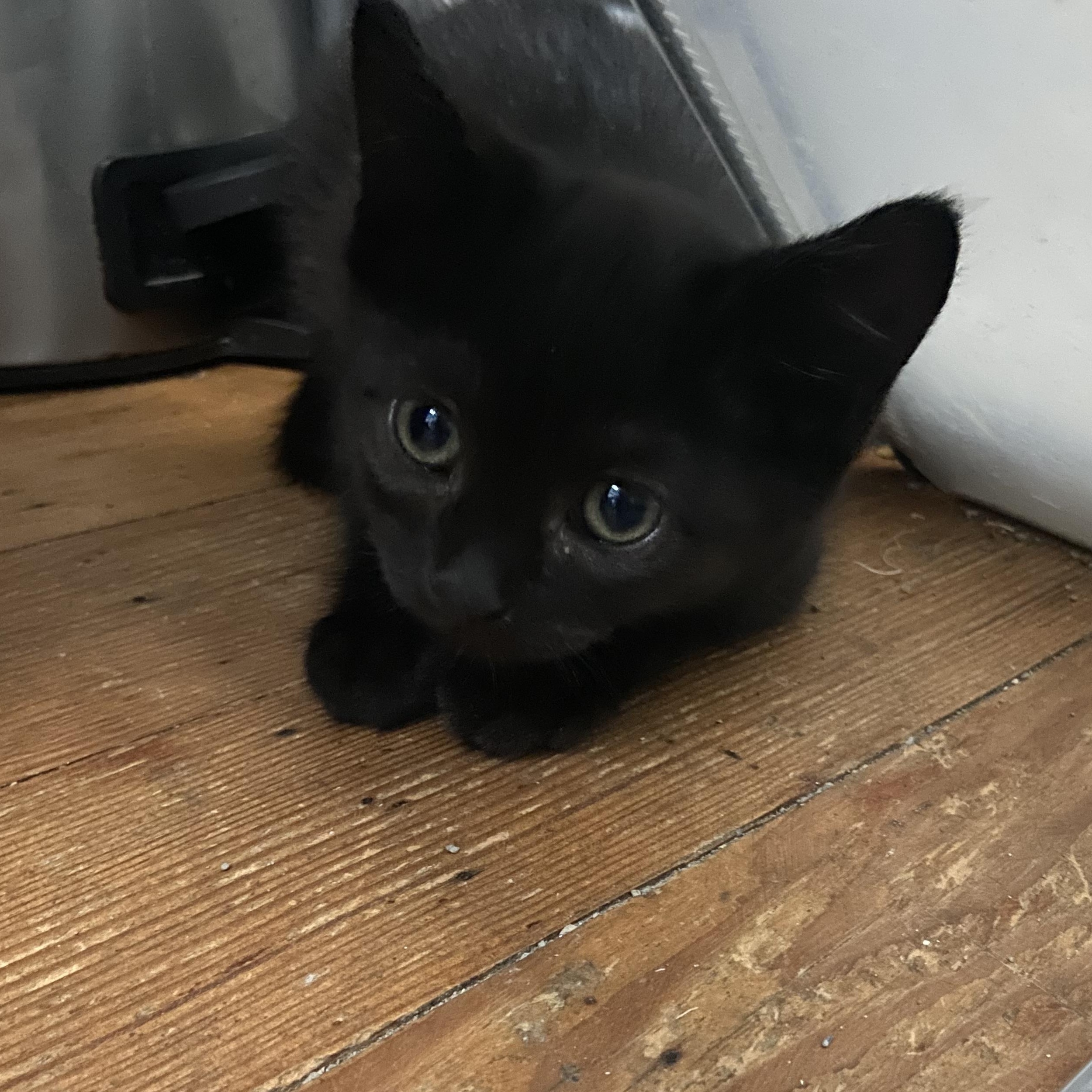 Enlarge Mickey Coleman, a Adoptable Domestic Short Hair in Denver, CO image 4/4