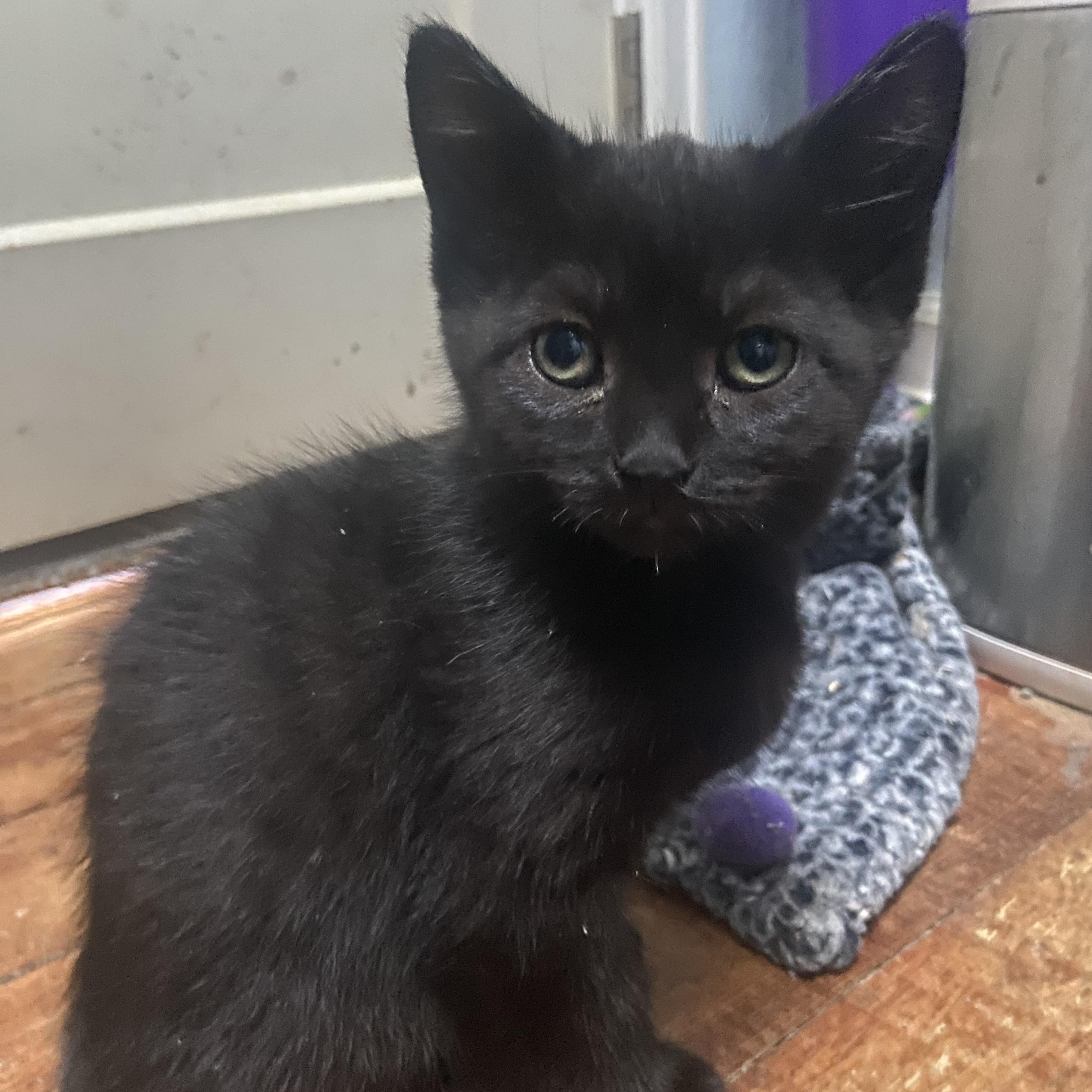 Enlarge Mickey Coleman, a Adoptable Domestic Short Hair in Denver, CO image 1/4