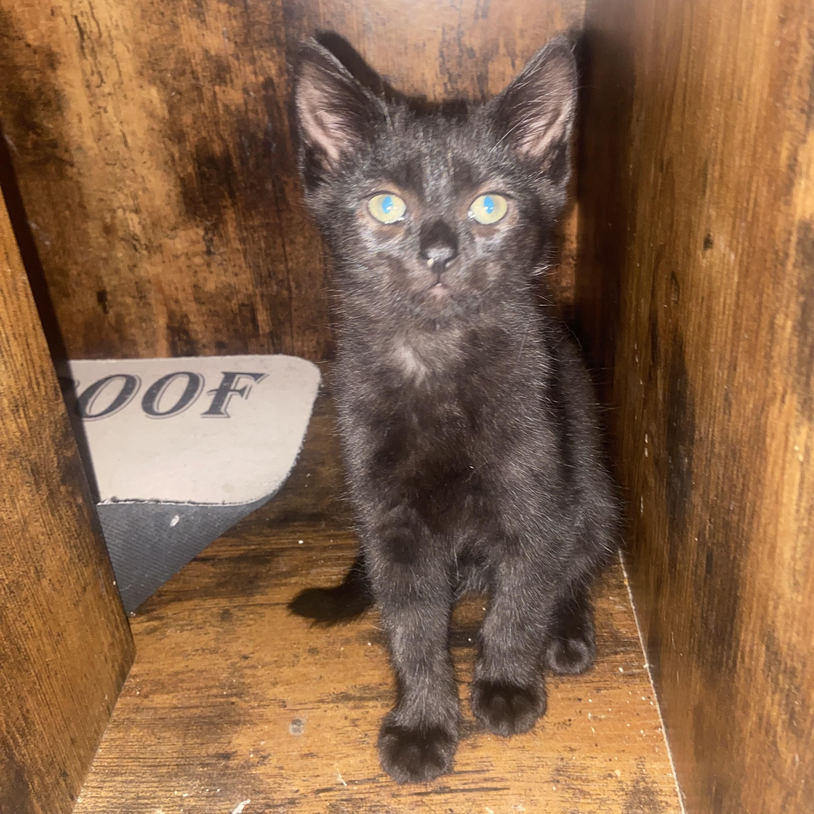 Enlarge Mickey Coleman, a Adoptable Domestic Short Hair in Denver, CO image 2/4