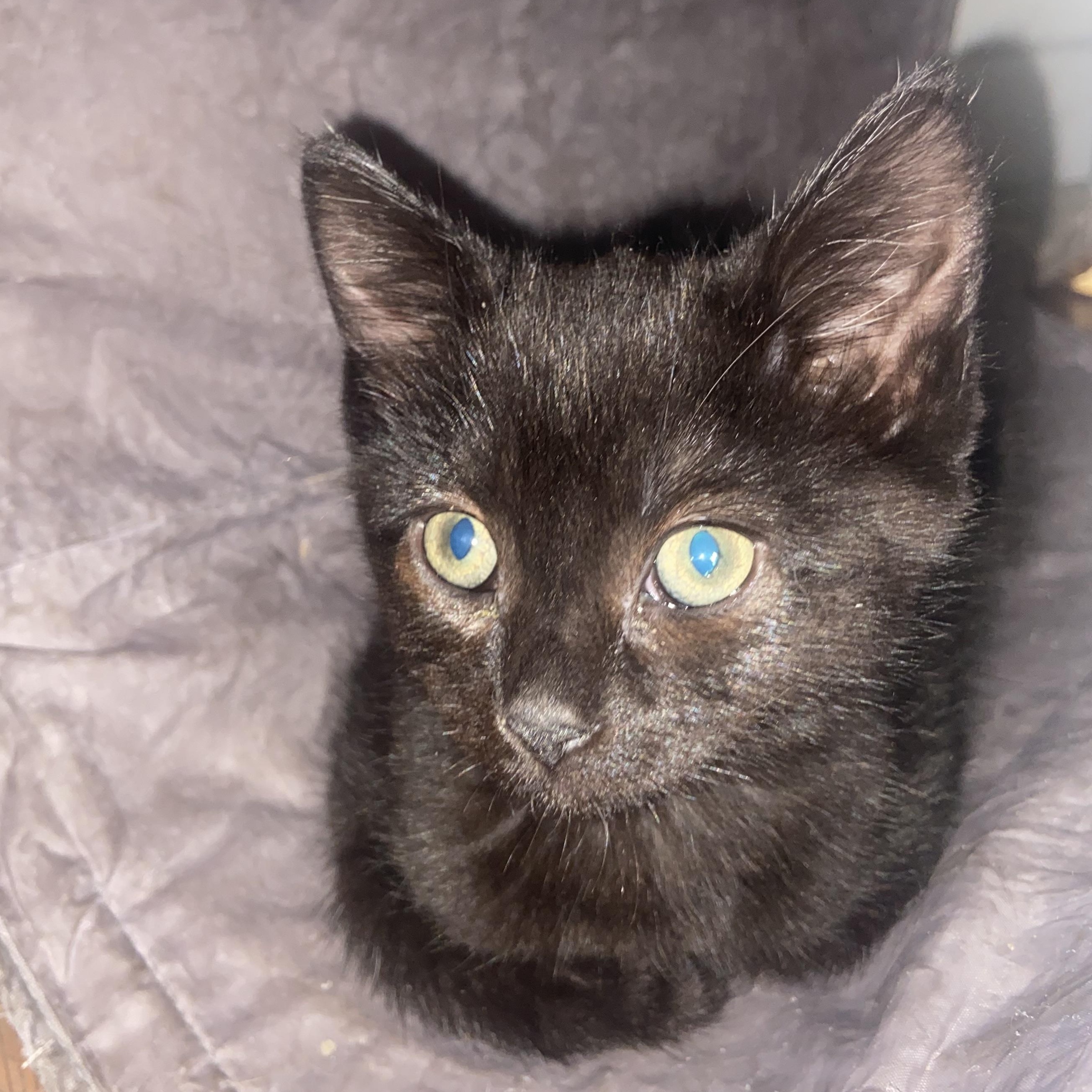 Enlarge Mickey Coleman, a Adoptable Domestic Short Hair in Denver, CO image 3/4