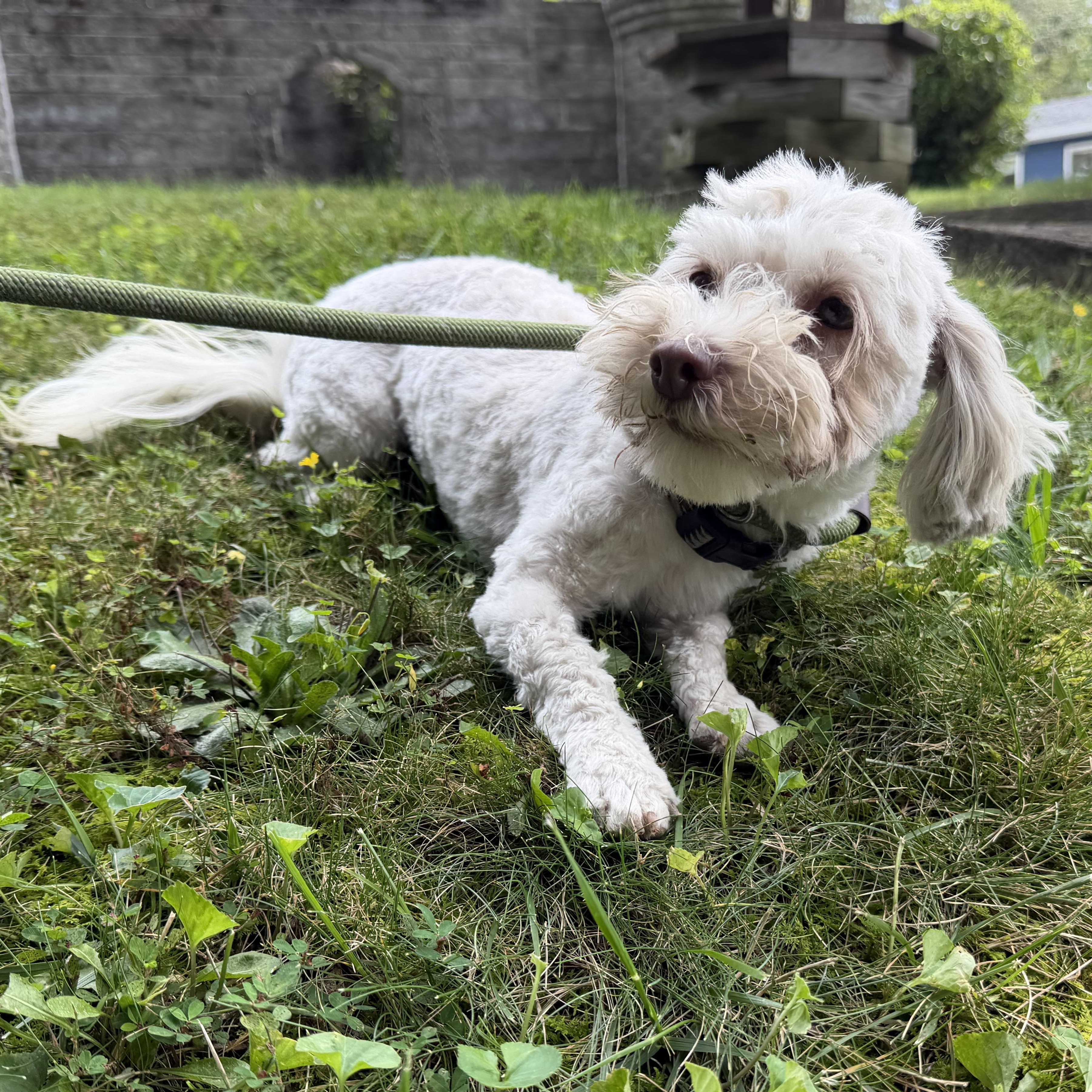 Enlarge Fidget, a Adoptable mixed breed in Latrobe, PA image 5/6