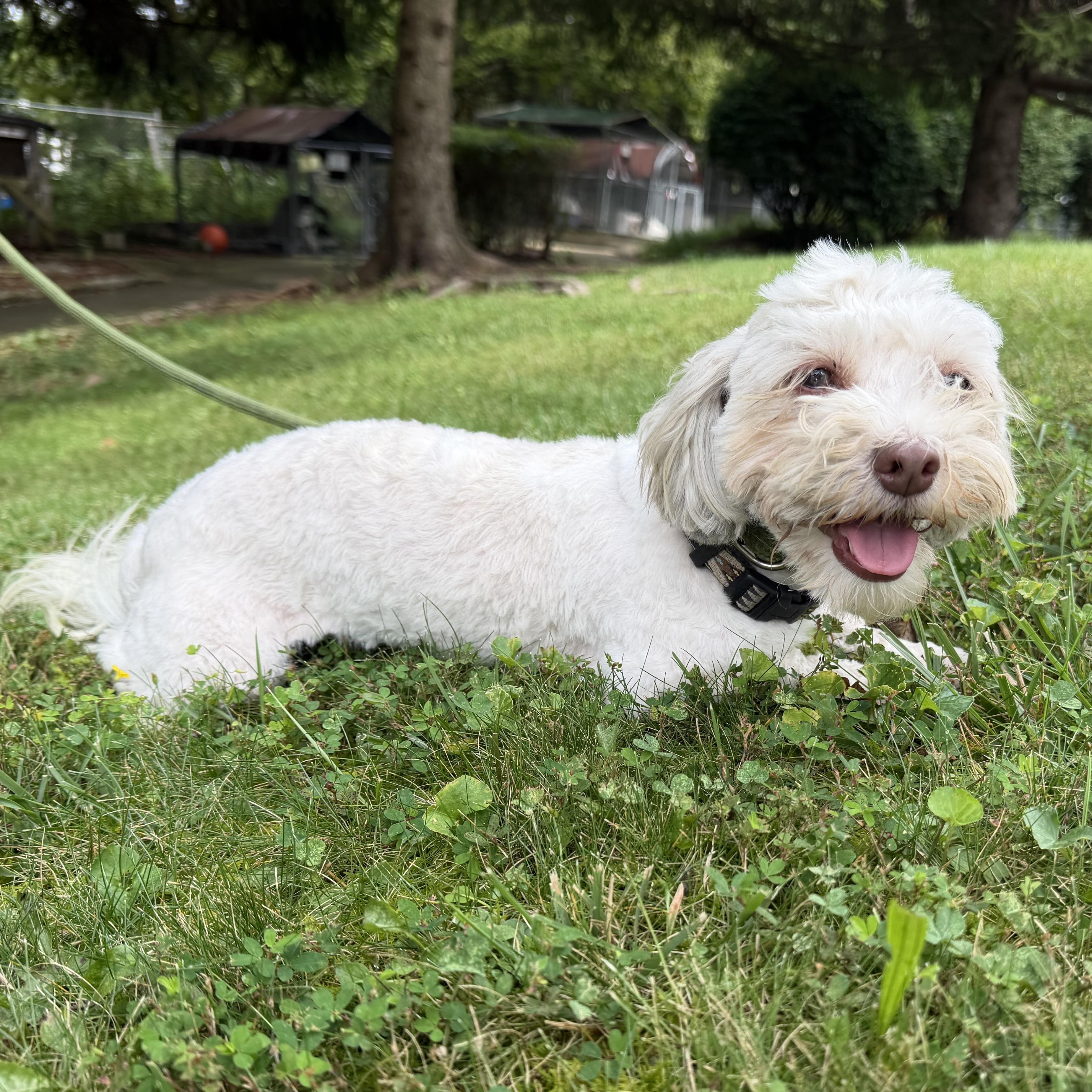 Enlarge Fidget, a Adoptable mixed breed in Latrobe, PA image 2/6