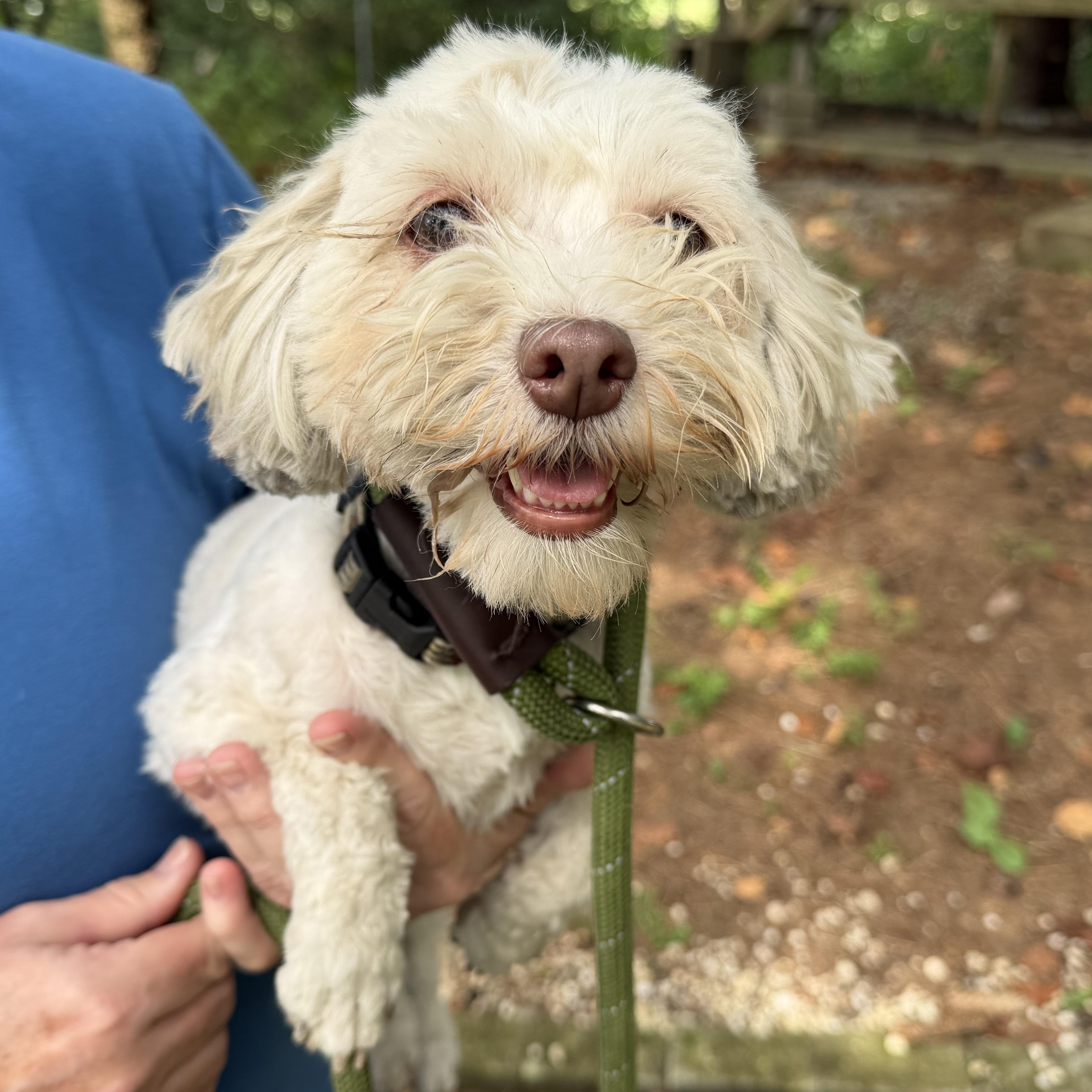Enlarge Fidget, a Adoptable mixed breed in Latrobe, PA image 6/6