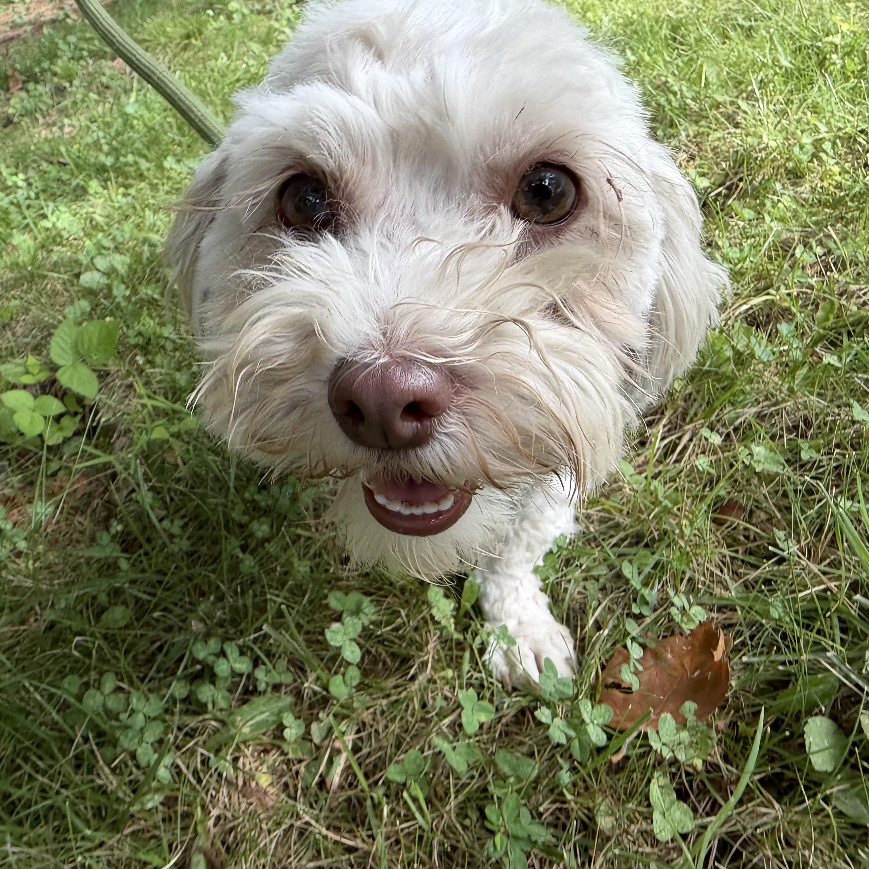 Enlarge Fidget, a Adoptable mixed breed in Latrobe, PA image 3/6