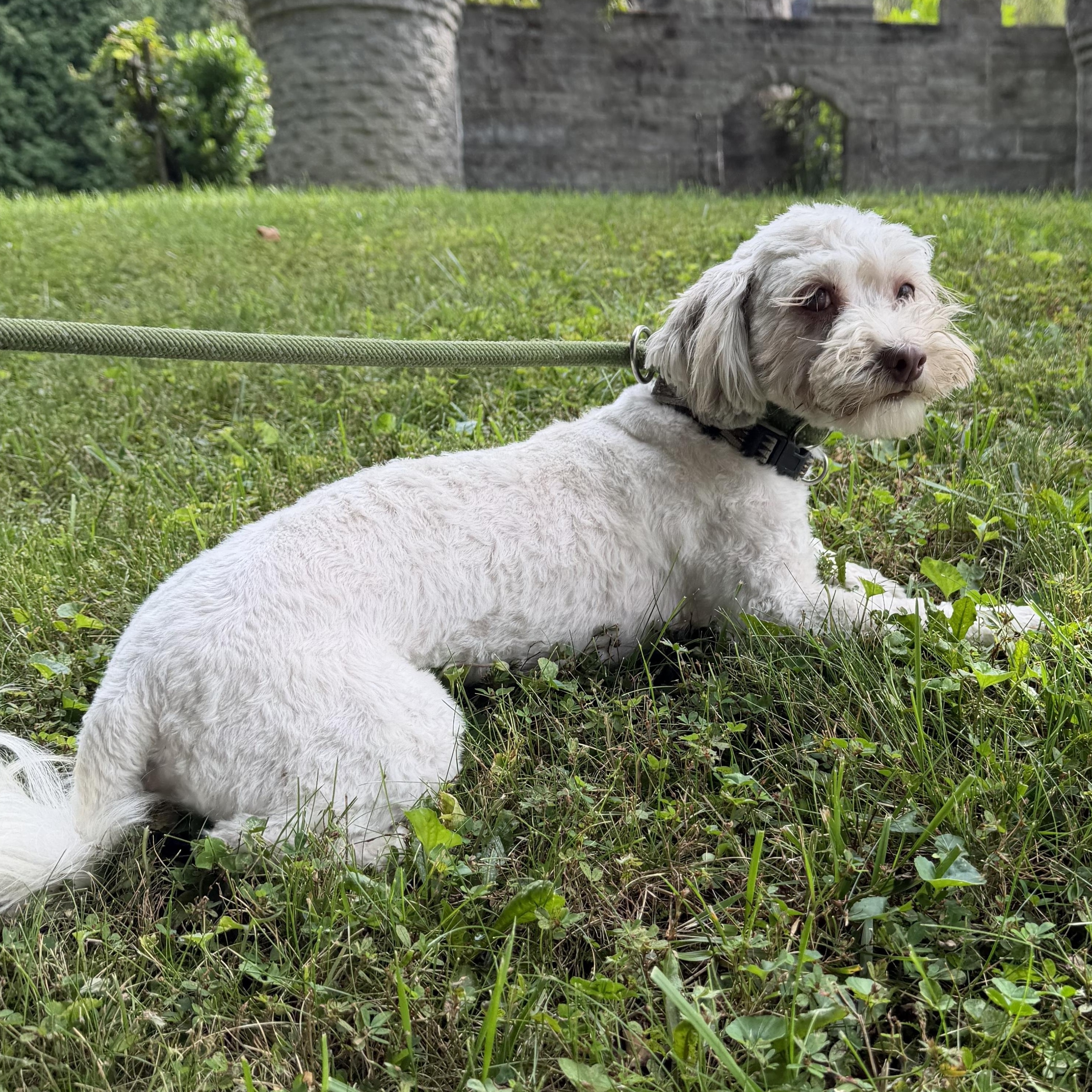Enlarge Fidget, a Adoptable mixed breed in Latrobe, PA image 1/6