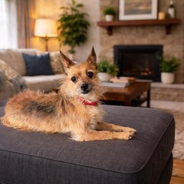 Echo, ADOPTABLE, Adult Female Terrier.