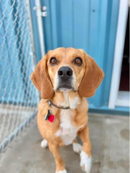 Enlarge Henry, a Adoptable Beagle in Aberdeen, SD image 1/3