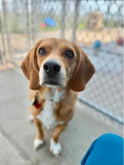 Enlarge Henry, a Adoptable Beagle in Aberdeen, SD image 2/3