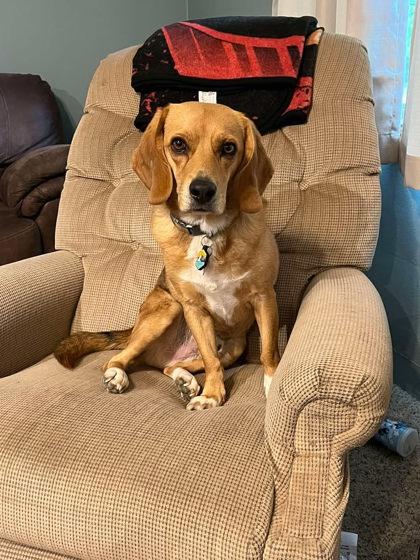 Enlarge Henry, a Adoptable Beagle in Aberdeen, SD image 3/3