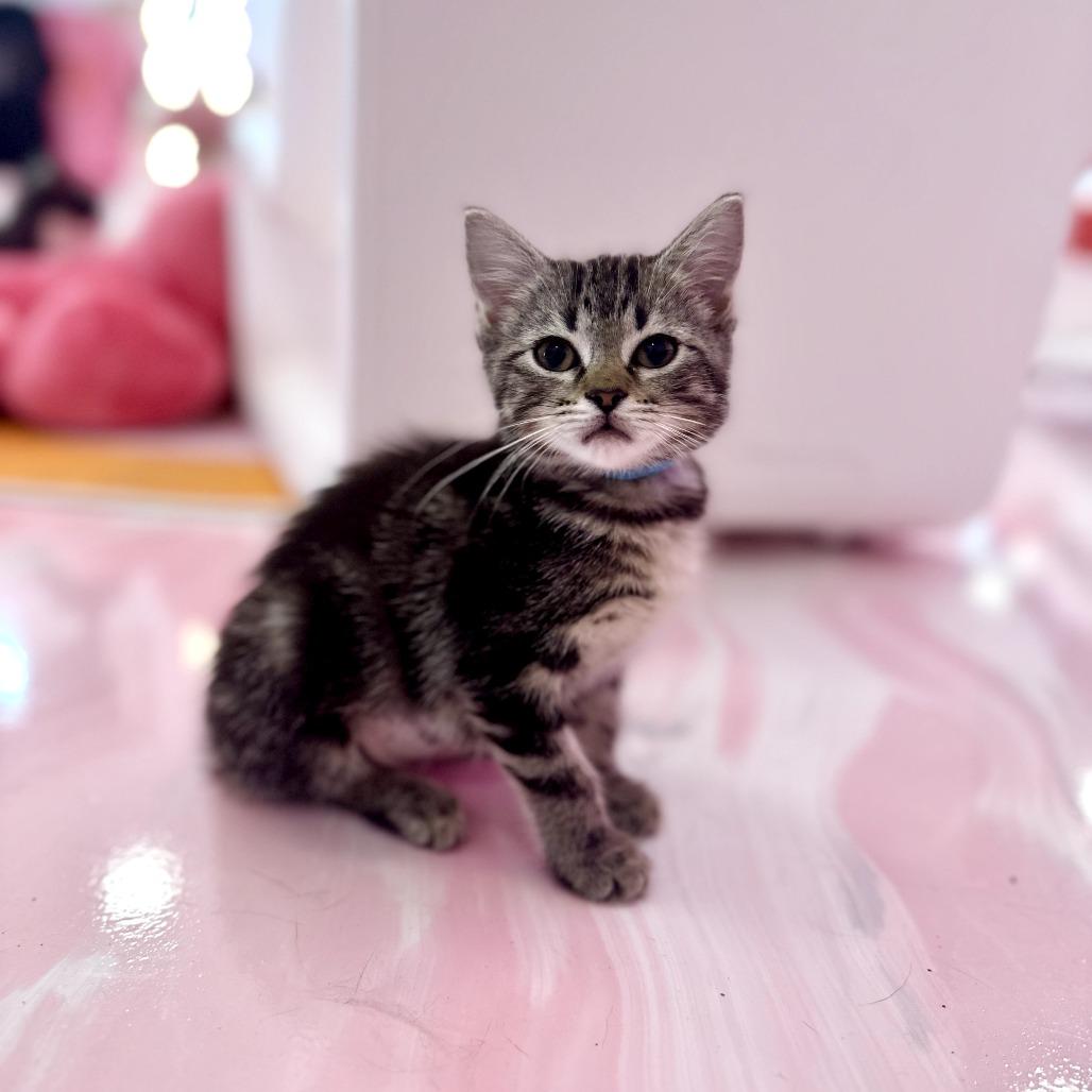 Abby, Adoptable, Kitten Female Domestic Short Hair.