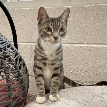 Scully, Adoptable, Kitten Female Domestic Short Hair & Domestic Short Hair.