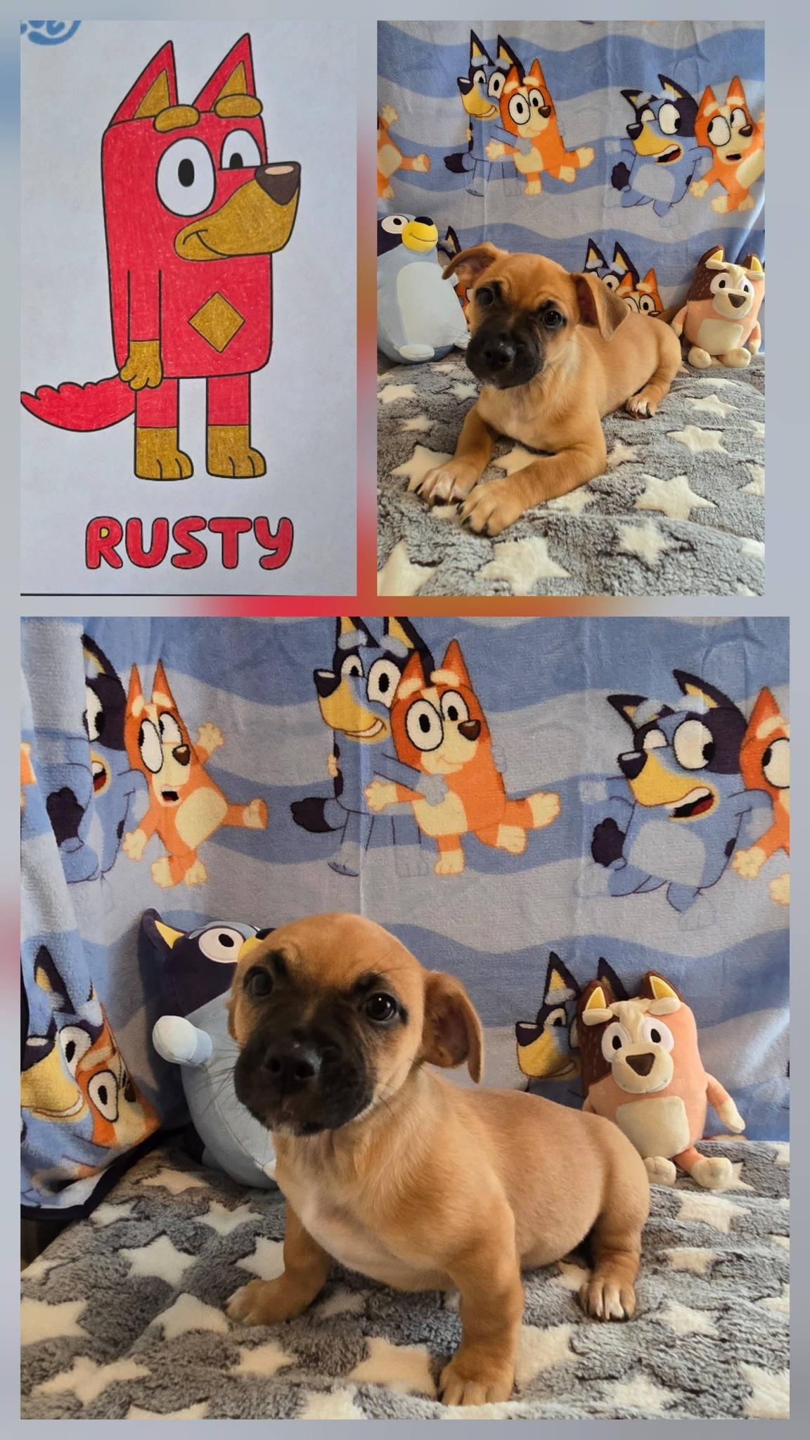 Rusty, adopted, Puppy Male Terrier.