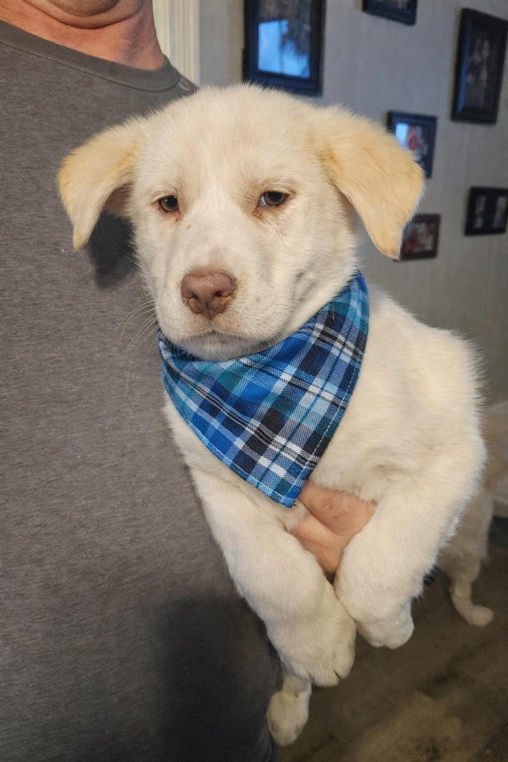 Marshmellow, Adoptable, Puppy Male Labrador Retriever & Golden Retriever.