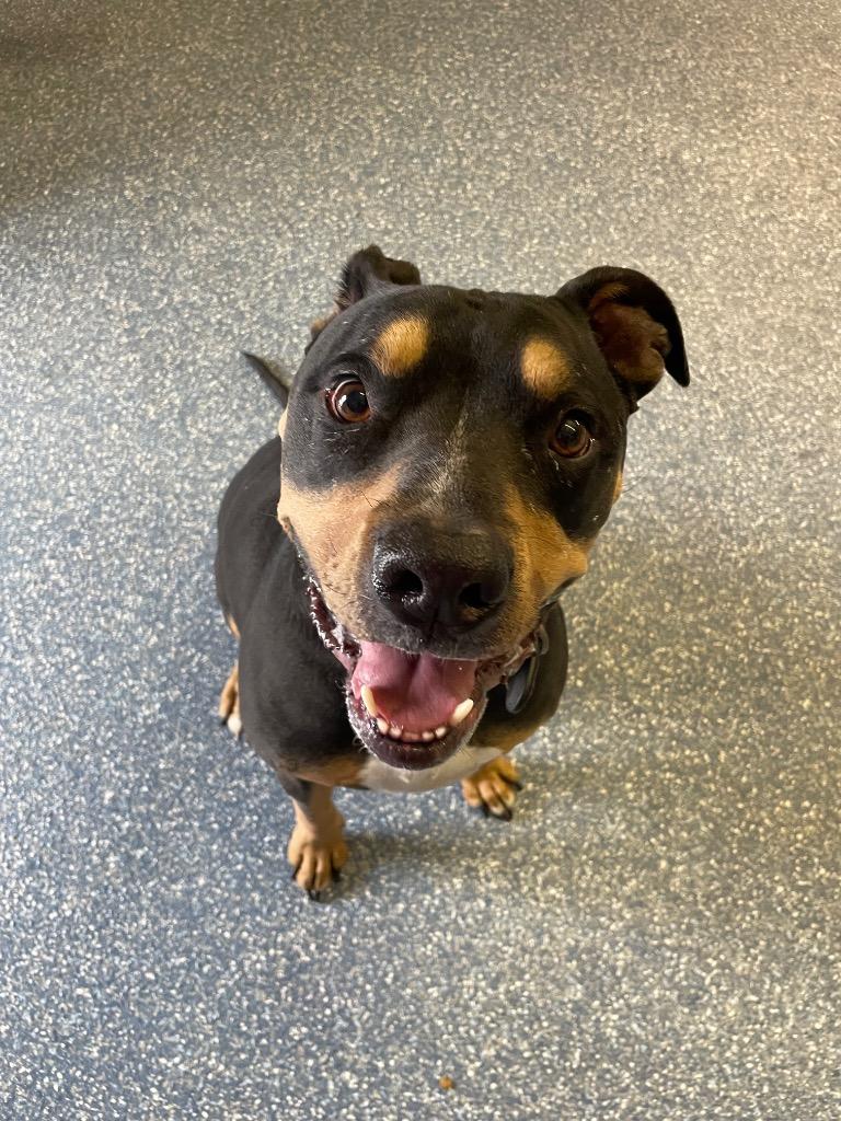 Gordy, Adoptable, Adult Male Pit Bull Terrier.