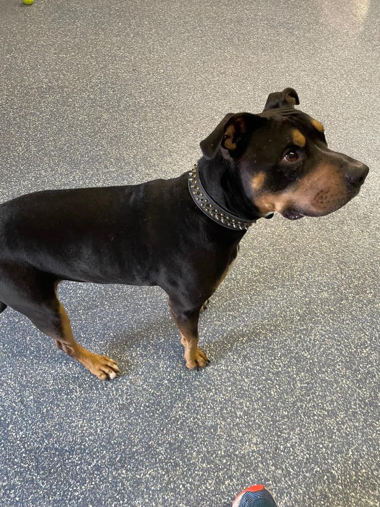 Enlarge Gordy, a Adoptable Pit Bull Terrier in Reno, NV image 2/6