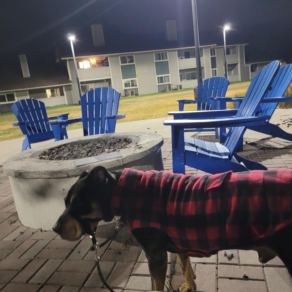 Gordy, Adoptable, Adult Male Pit Bull Terrier.