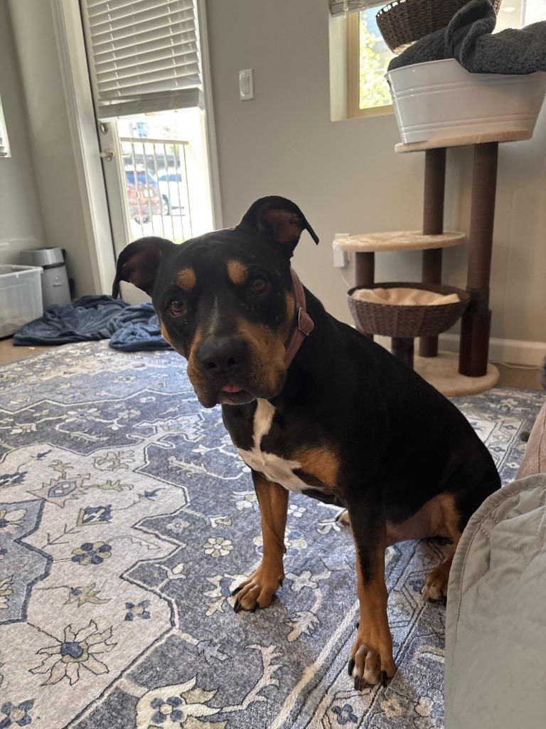 Enlarge Gordy, a Adoptable Pit Bull Terrier in Reno, NV image 2/6