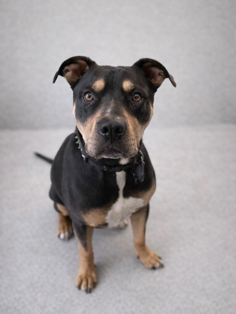 Enlarge Gordy, a Adoptable Pit Bull Terrier in Reno, NV image 4/6