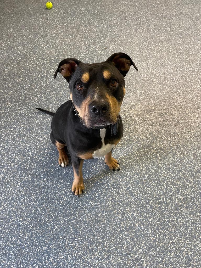 Enlarge Gordy, a Adoptable Pit Bull Terrier in Reno, NV image 4/6