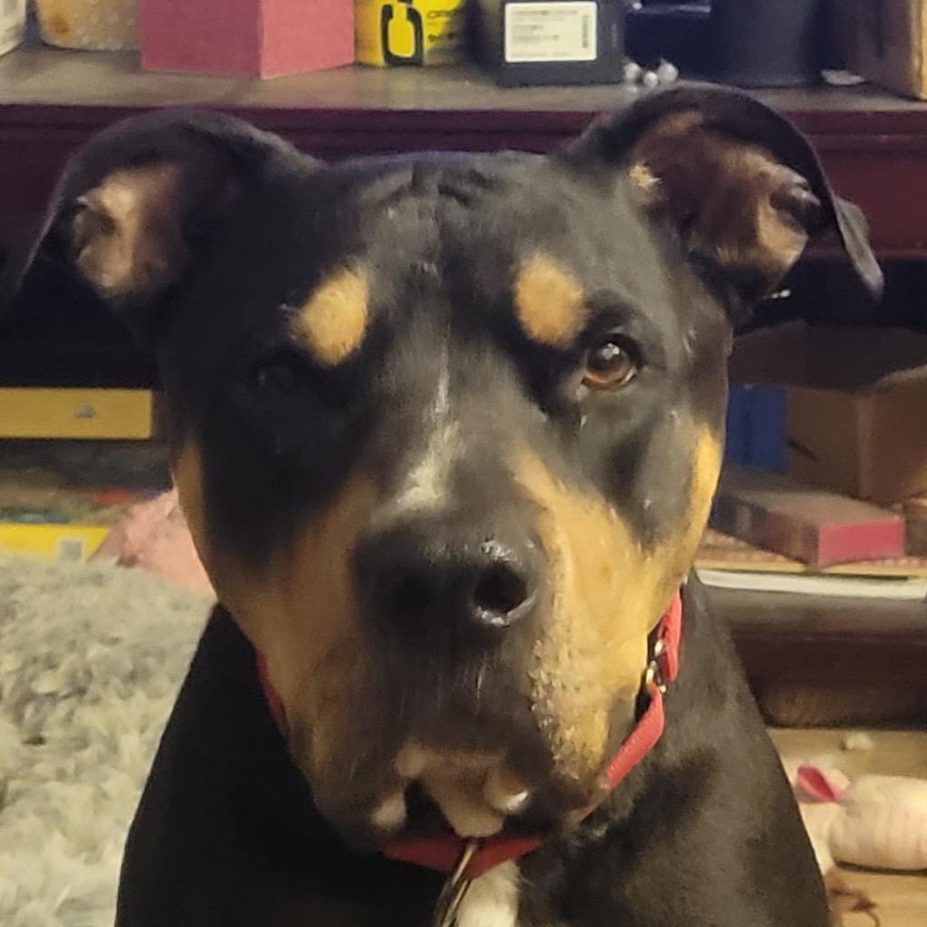 Enlarge Gordy, a Adoptable Pit Bull Terrier in Reno, NV image 6/6