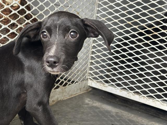 Enlarge Faith -- LONGTIME RESIDENT!, an adopted mixed breed in Thousand Oaks, CA image 1/1